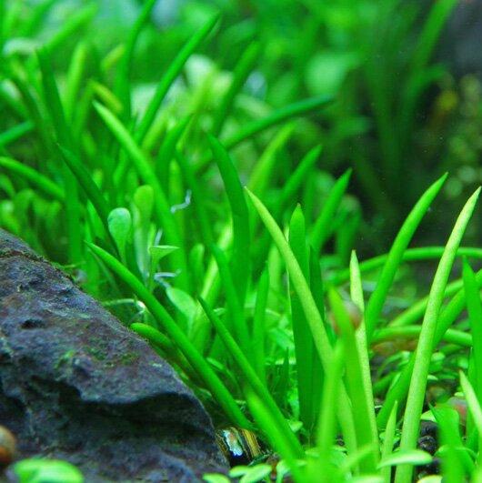 TCulture Littorella uniflora (TC Cup) - Image 2
