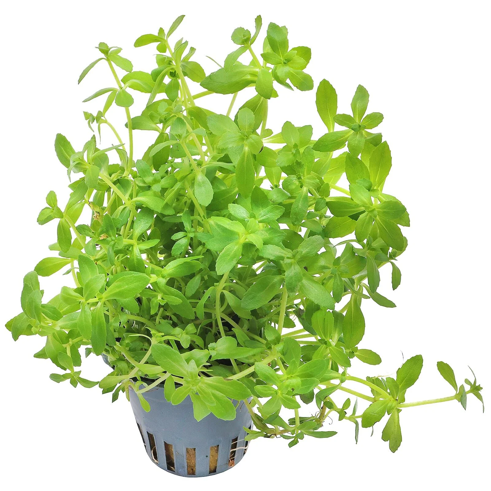 TCulture Limnophila Sp. Vietnam (Pot) - Image 2