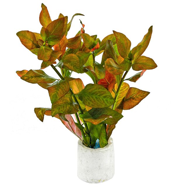 TCulture Ludwigia Dark Orange (TC Cup) - Image 2