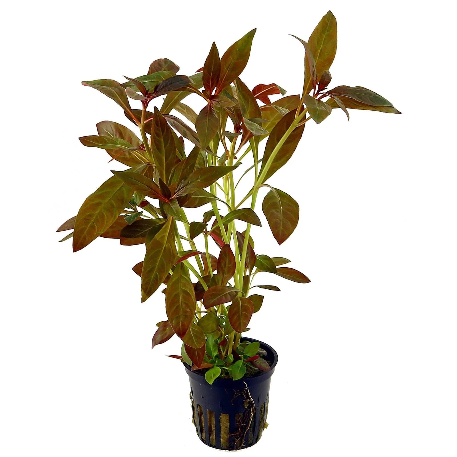 TCulture Ludwigia Glandulosa (Pot) - Image 2