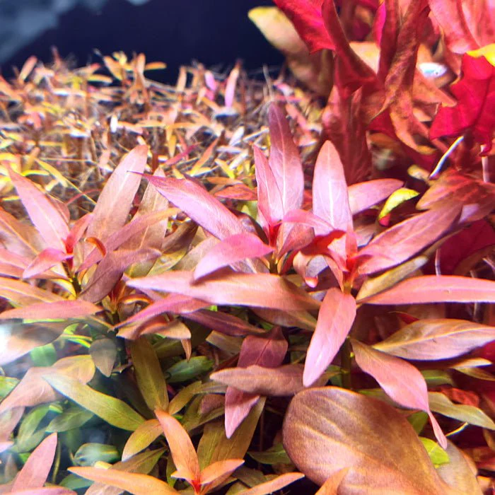 TCulture Ludwigia Glandulosa (Pot) - Image 3