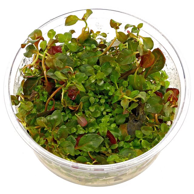 TCulture Ludwigia repens rubin (TC Cup) - Image 2
