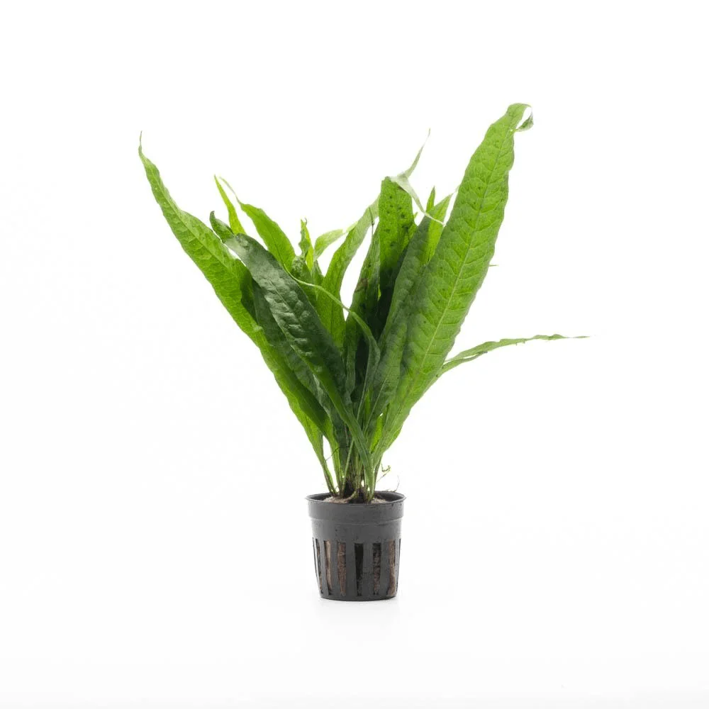 TCulture Microsorum Pteropus Philippine (Pot)