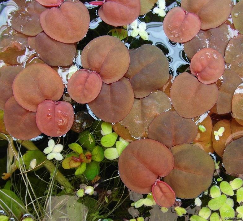 TCulture Phyllanthus fluitan (Portion) - Image 2