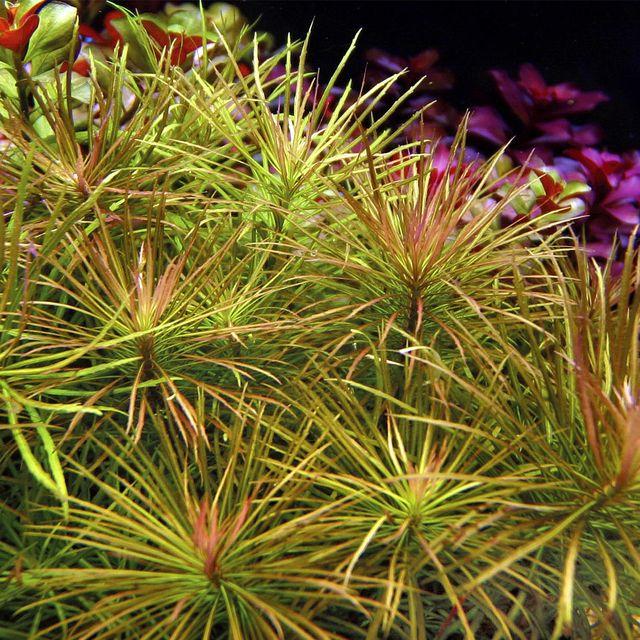 TCulture Pogostemon Stellata (Pot) - Image 2
