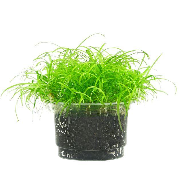 TCulture Ranalisma rostratum (Pot) - Image 2