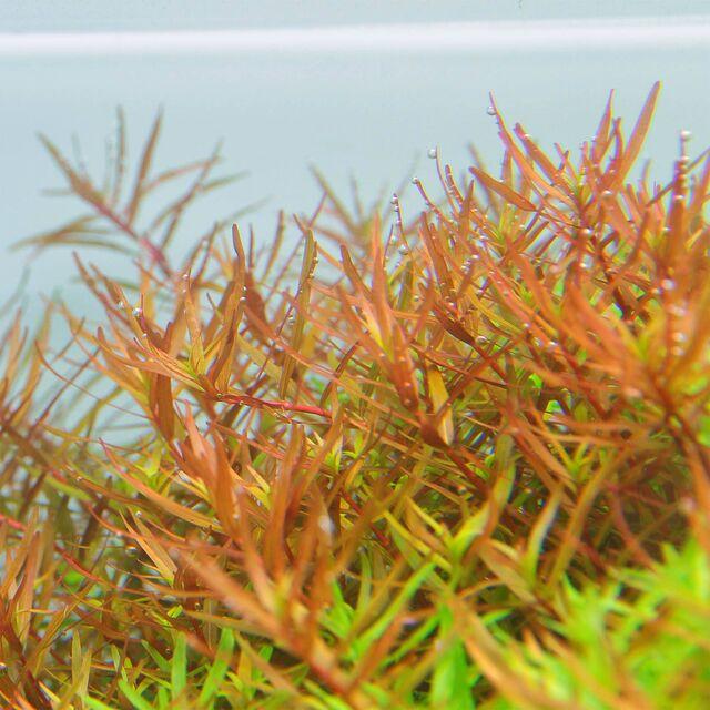TCulture Rotala H'ra (Pot/TC Cup)