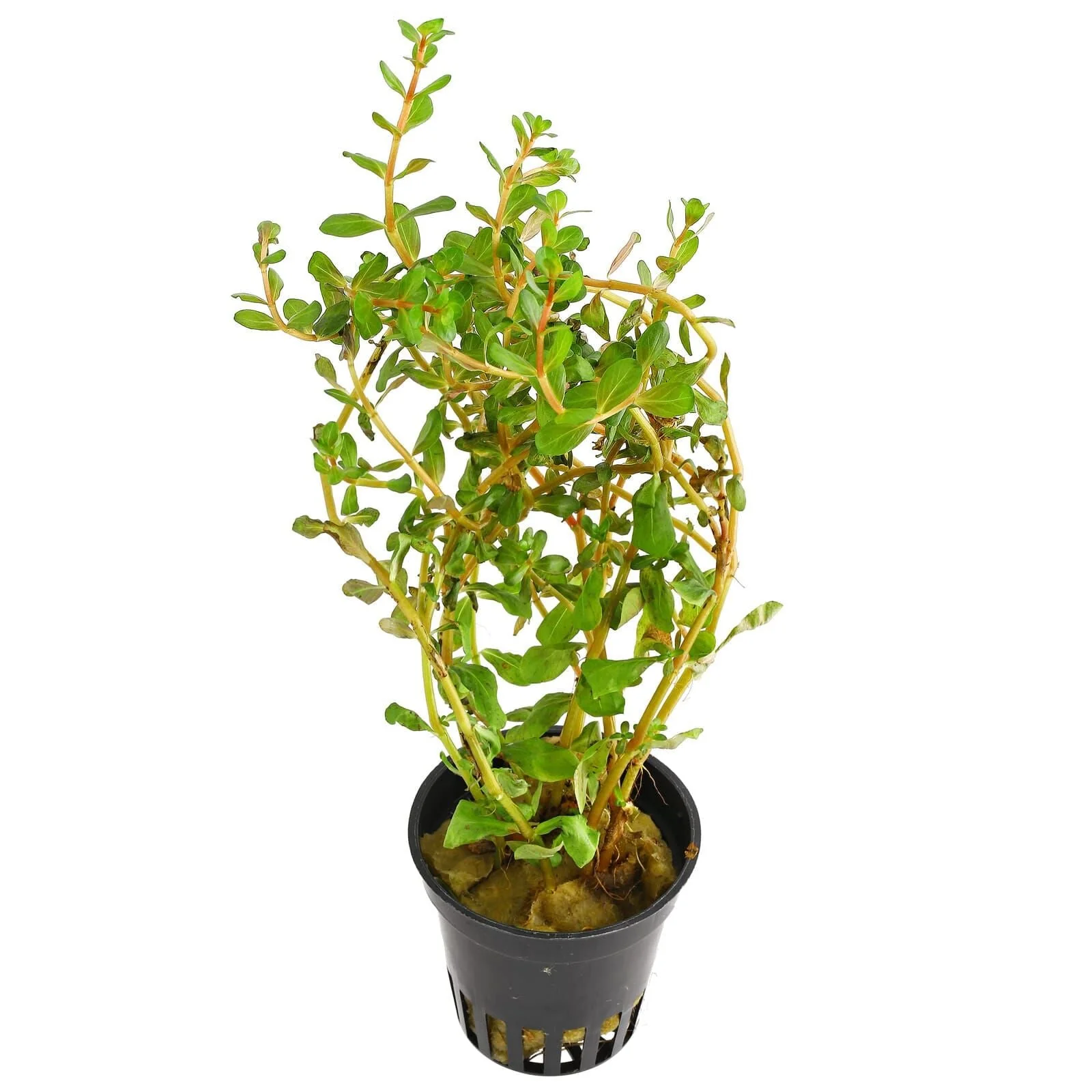TCulture Rotala H'ra (Pot/TC Cup) - Image 2