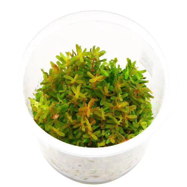 TCulture Rotala H'ra (Pot/TC Cup) - Image 3