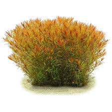 TCulture Rotala H'ra (Pot/TC Cup) - Image 4