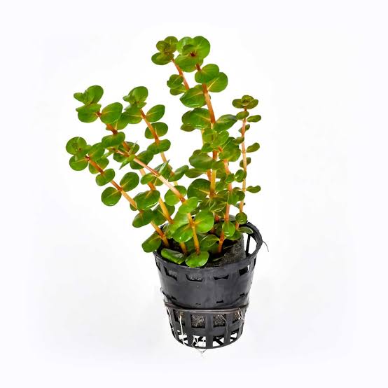 TCulture Rotala Macrandra (Pot/TC Cup) - Image 2