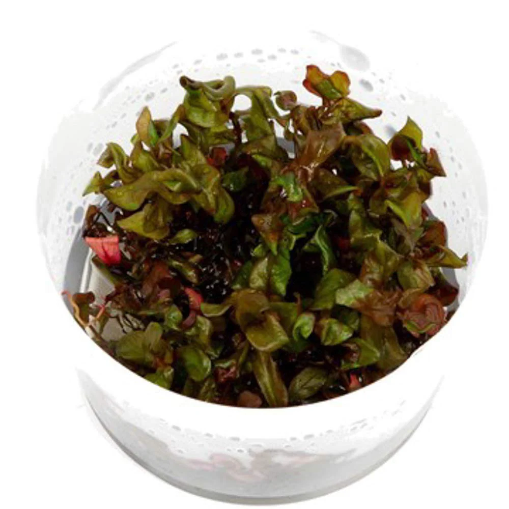TCulture Rotala Macrandra (Pot/TC Cup) - Image 3