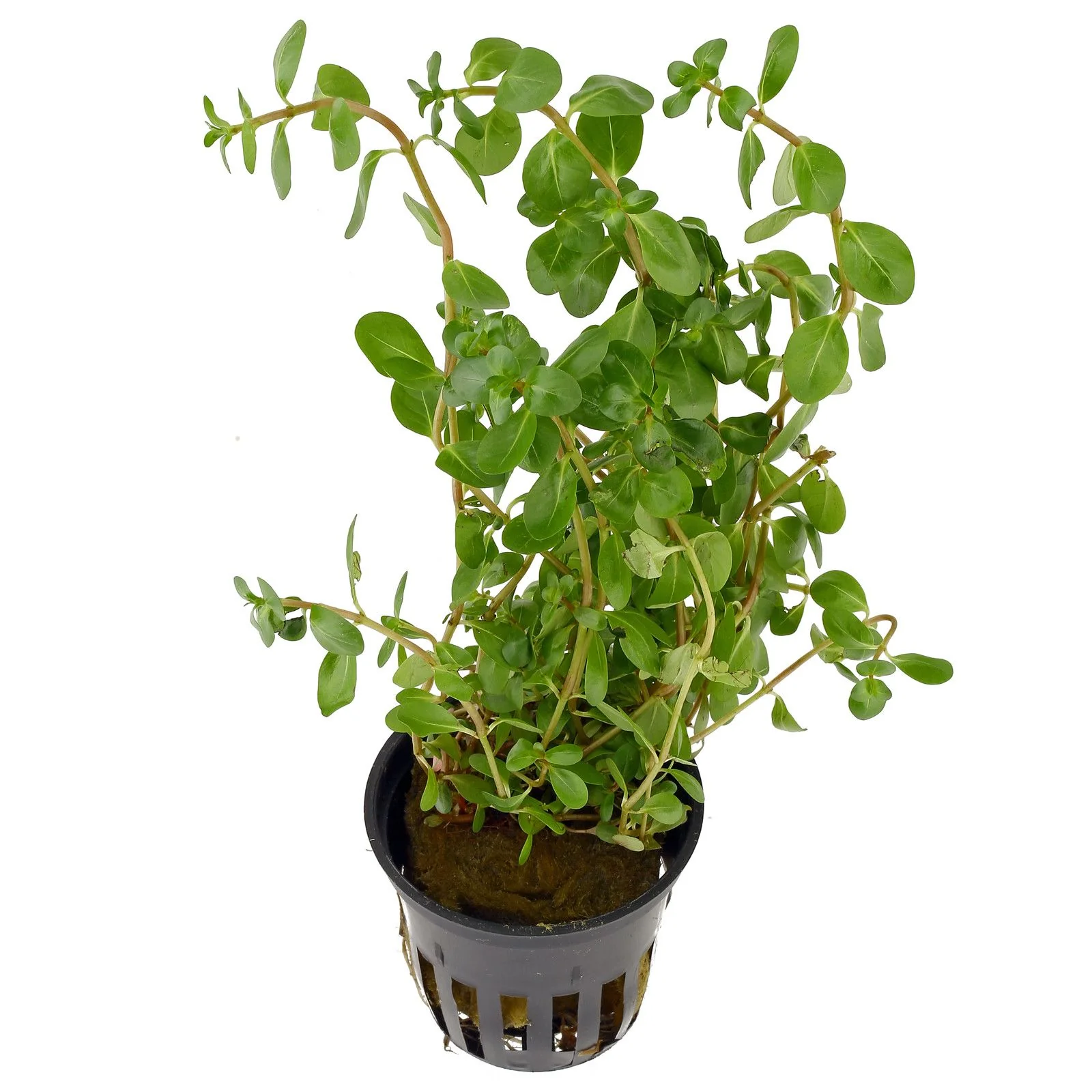TCulture Rotala Macrandra 'Yellow' (Pot)
