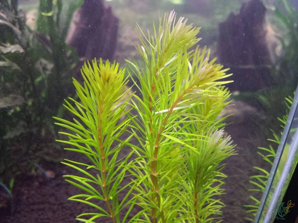 TCulture Rotala Mexicana (Pot)