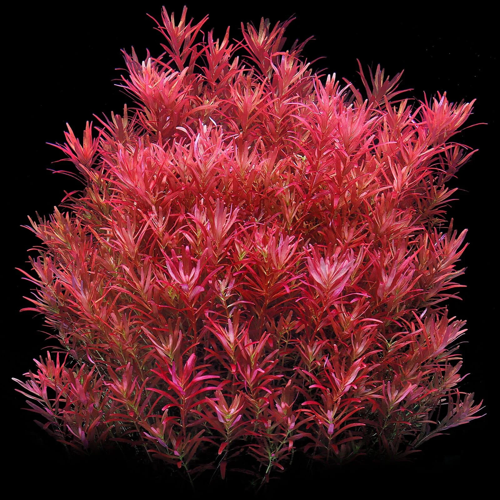 TCulture Rotala Rotundifolia 'Blood Red'  (Pot/TC Cup) - Image 2
