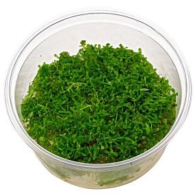 TCulture Rotala Rotundifolia (Pot/TC Cup) - Image 2