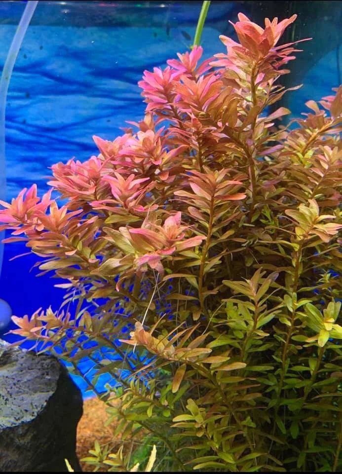 TCulture Rotala Rotundifolia (Pot/TC Cup) - Image 3