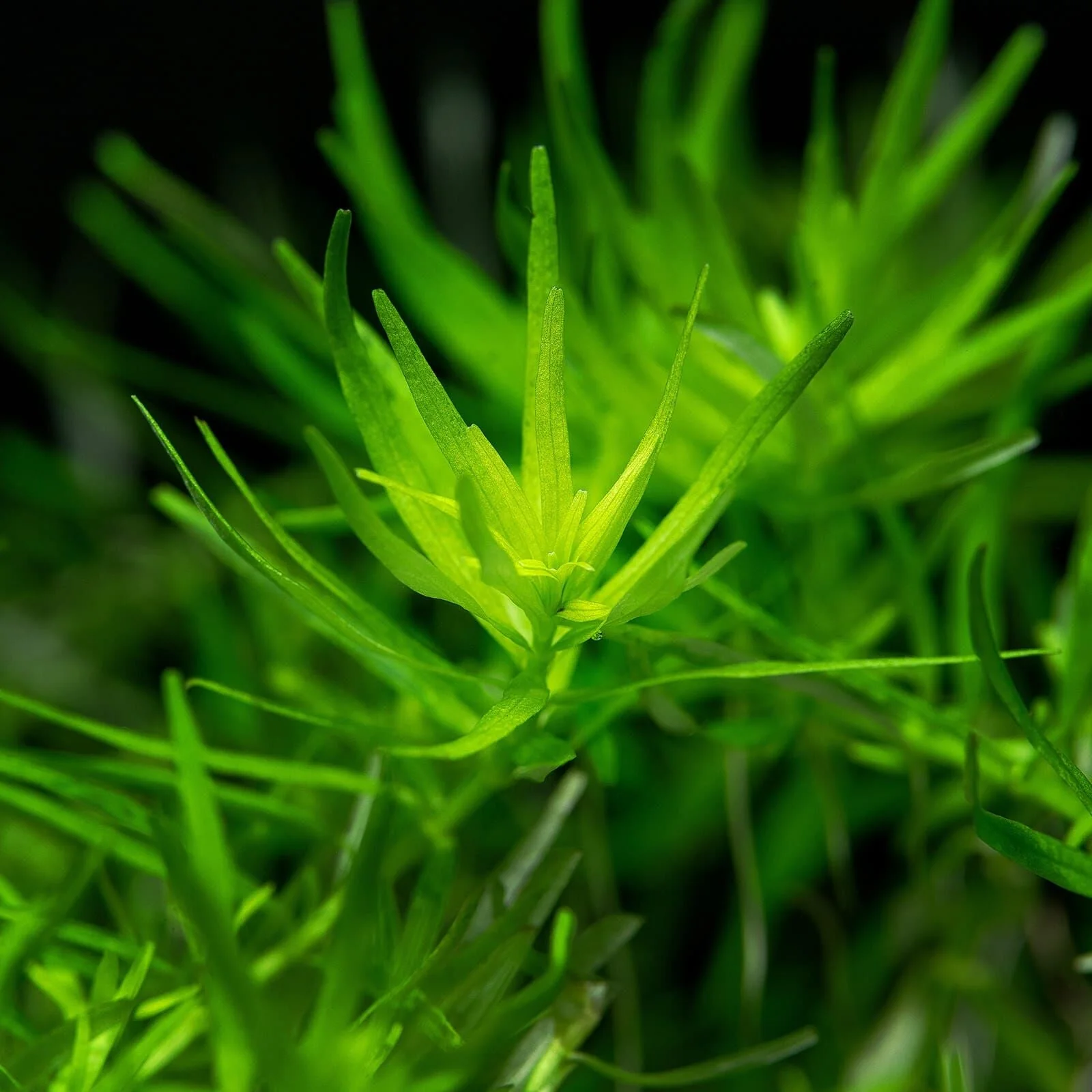 TCulture Rotala sp. Green (Pot) - Image 3