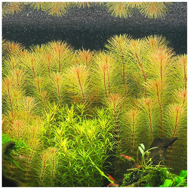 TCulture Rotala Sp. Vietnam (Pot)