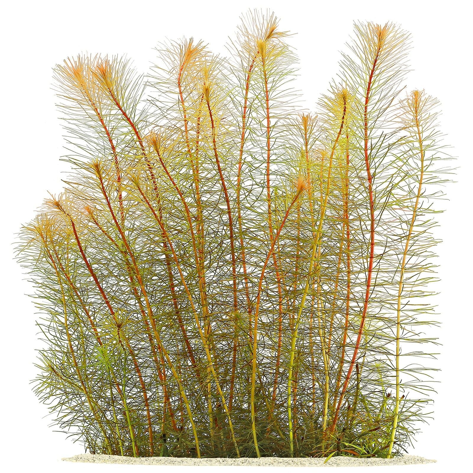 TCulture Rotala Sp. Vietnam (Pot) - Image 2
