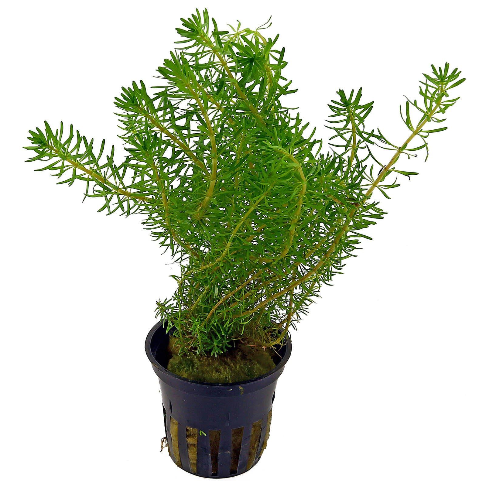 TCulture Rotala Wallichii (Pot/TC Cup) - Image 2