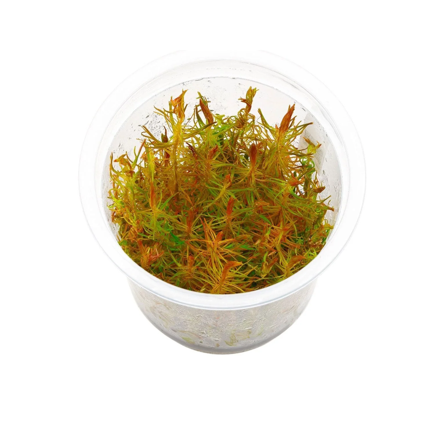 TCulture Rotala Wallichii (Pot/TC Cup) - Image 3
