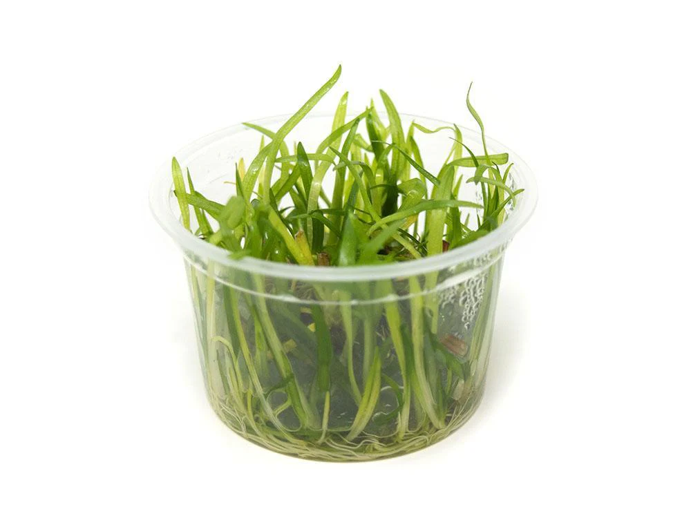 TCulture Sagittaria Subulata (Pot/TC Cup) - Image 2