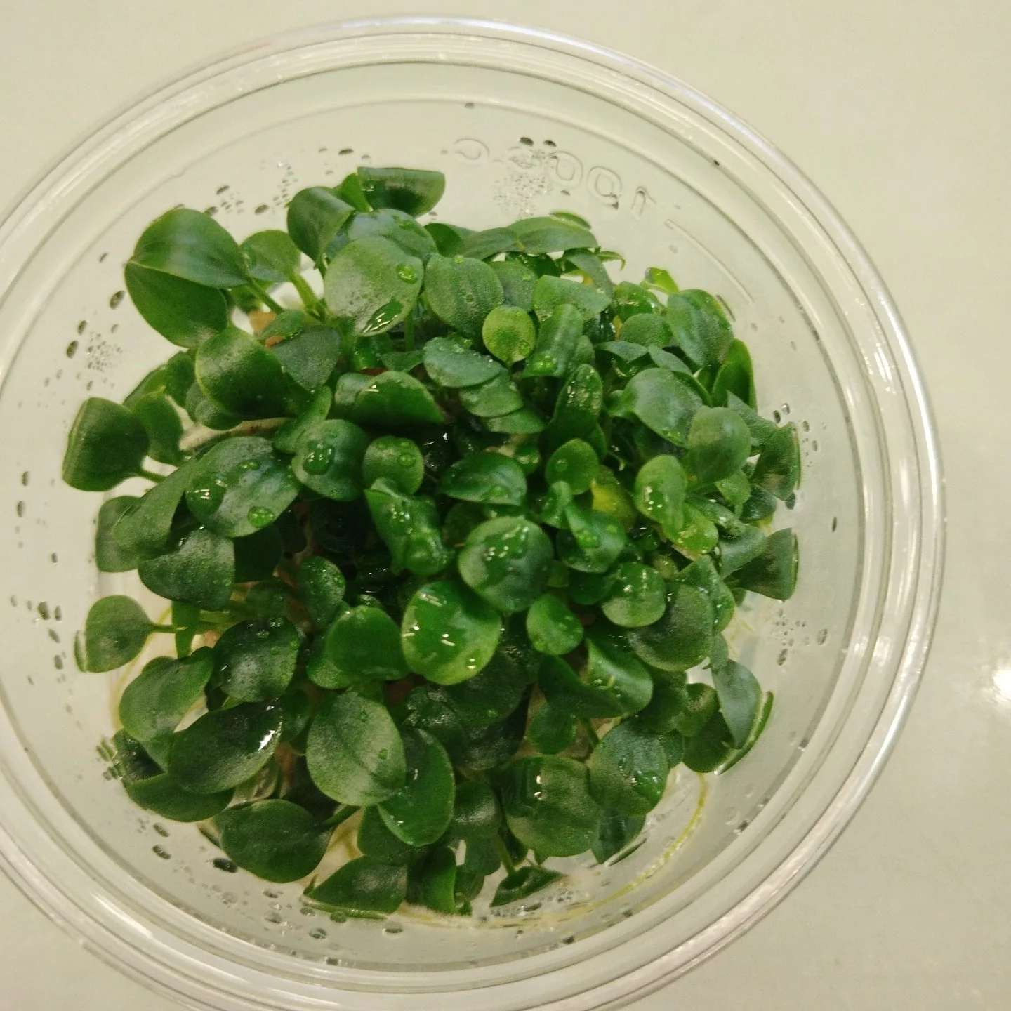 TCulture Schismatoglottis perietoi (TC Cup)