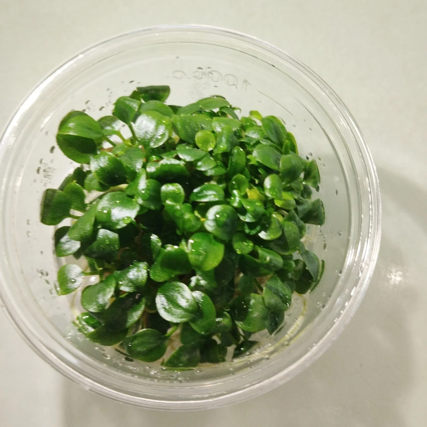 TCulture Schismatoglottis perietoi (TC Cup) - Image 2