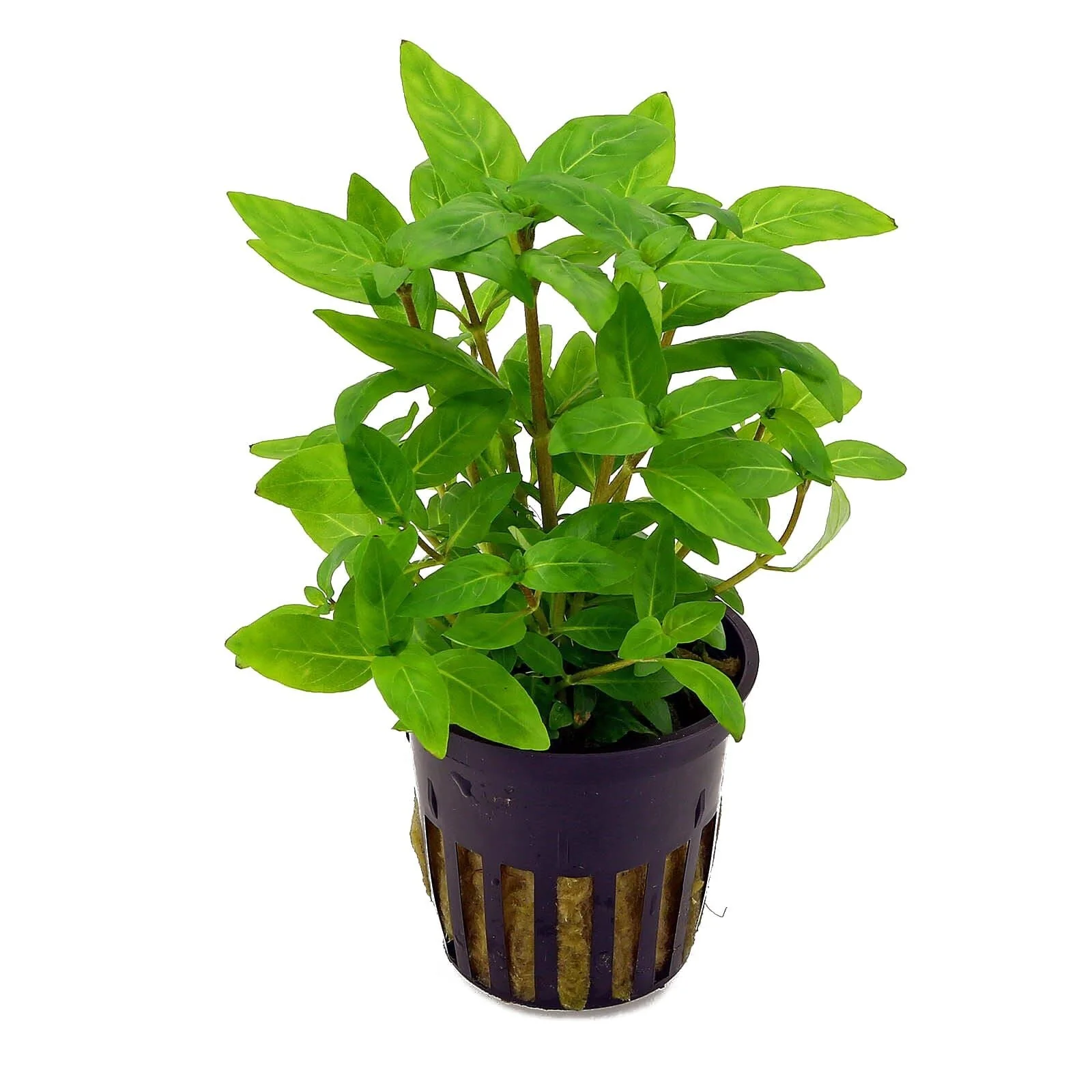 TCulture Staurogyne Repens (Pot/TC Cup)