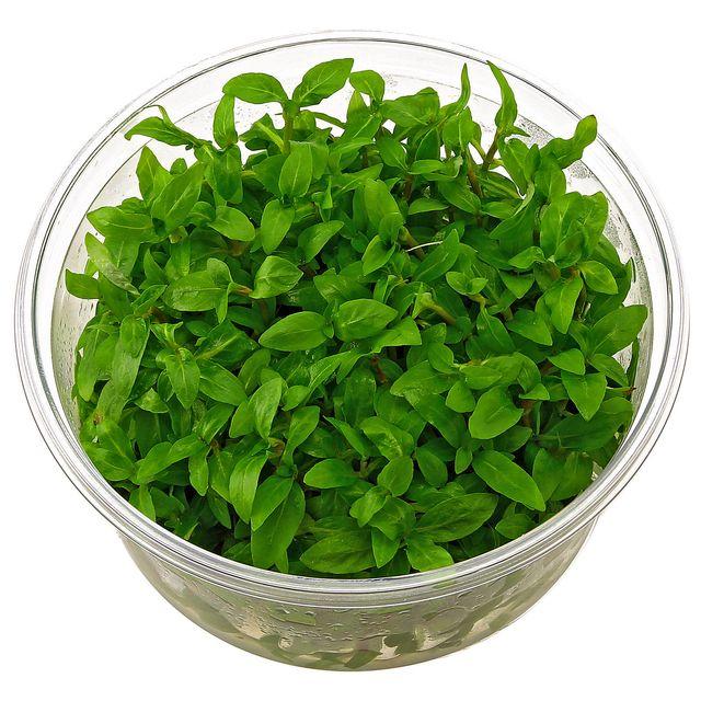 TCulture Staurogyne Repens (Pot/TC Cup) - Image 2