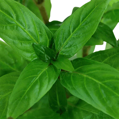 TCulture Staurogyne Repens (Pot/TC Cup) - Image 3