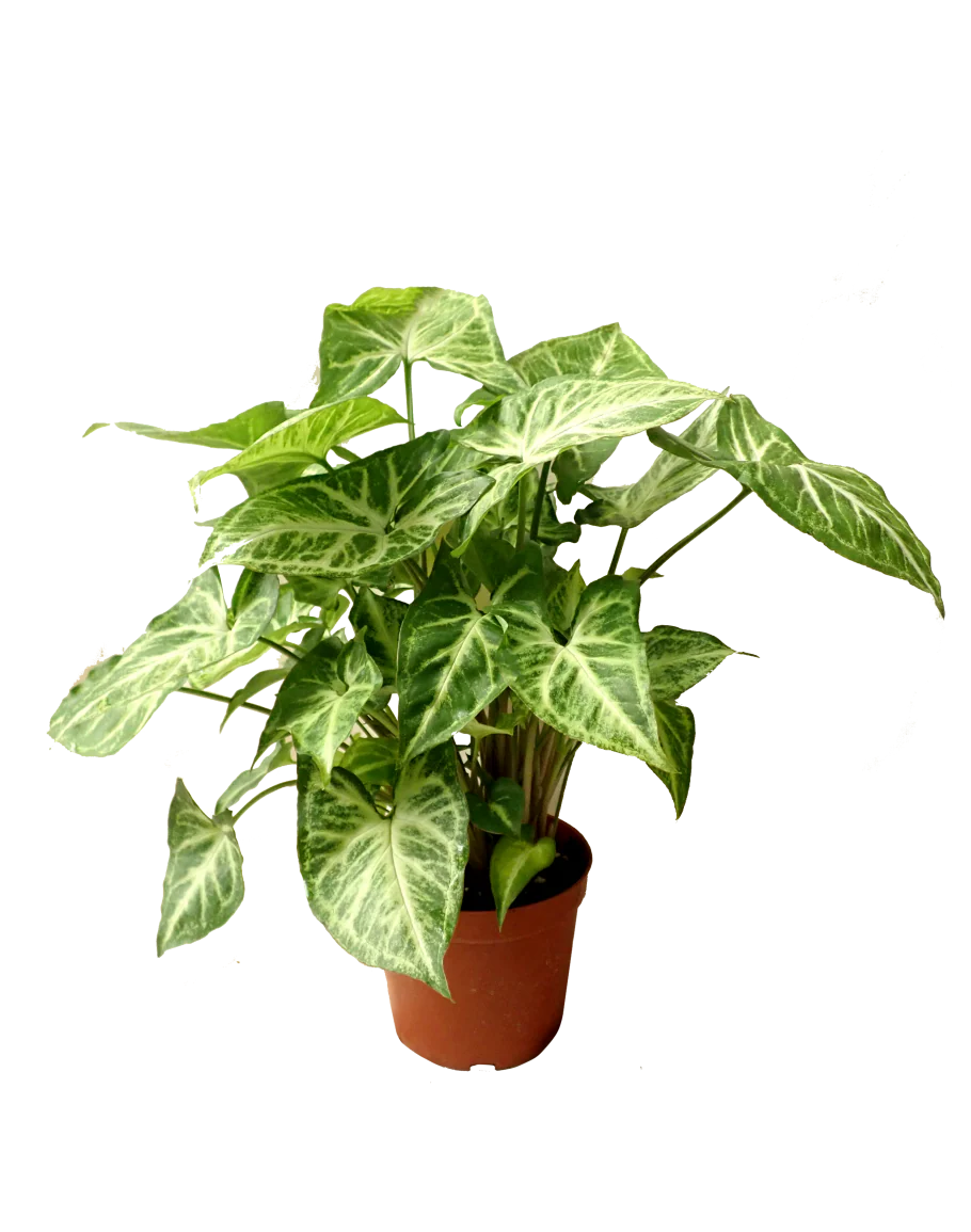 TCulture Syngonium Podophyllum 'White Butterfly' (Pot)