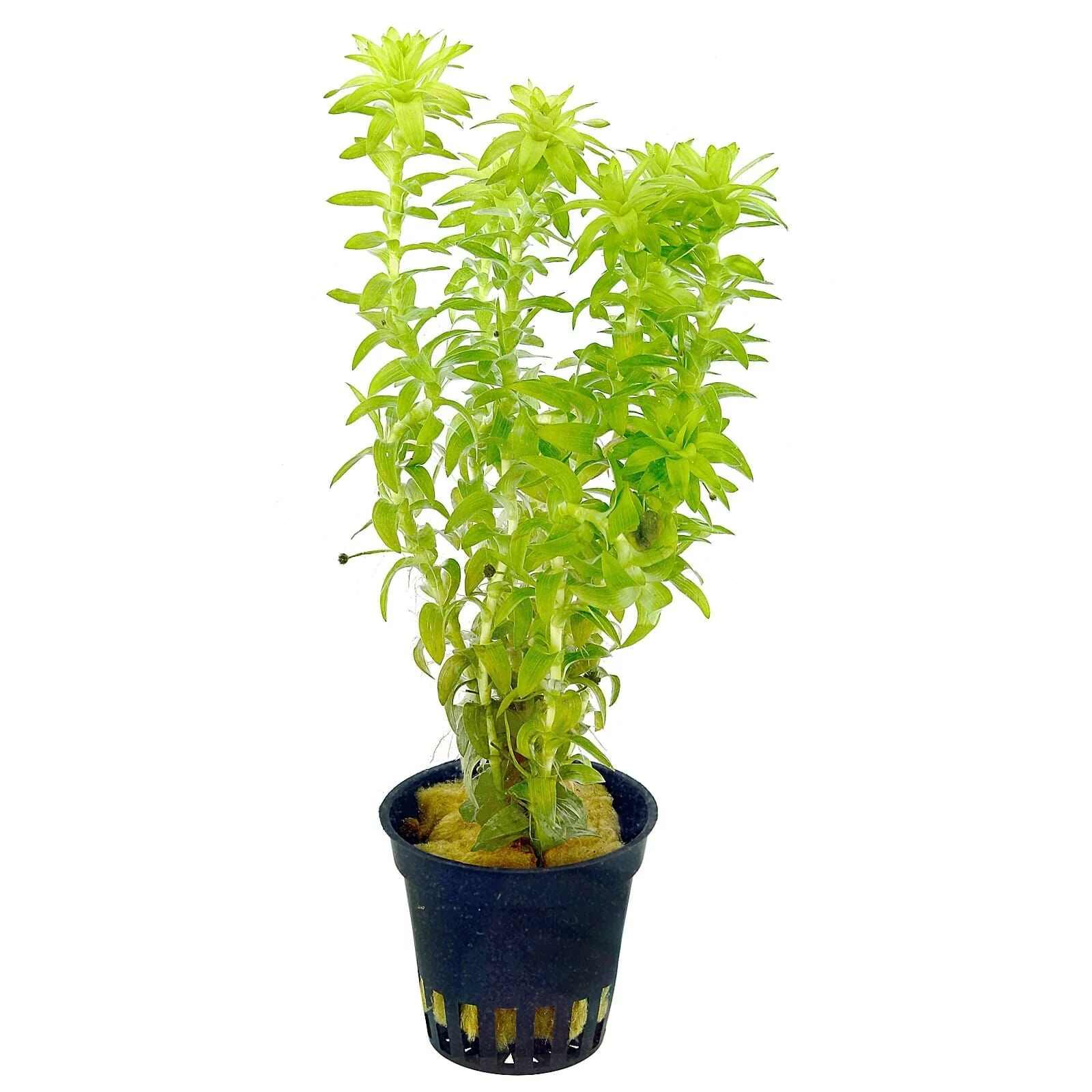 TCulture Tonina Fluviatilis (Pot) - Image 2