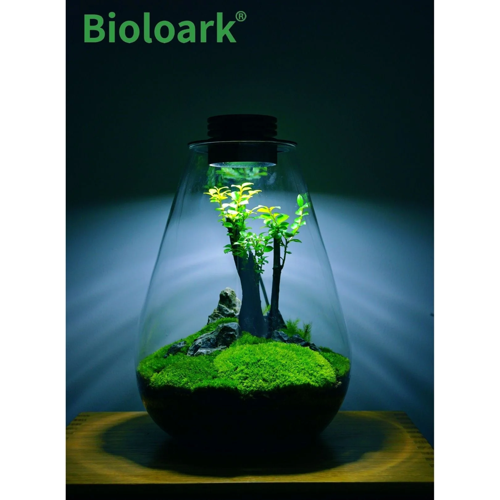 BIOLOARK - Tear Drop Terrarium (SD-175 / SD-200) - Image 7