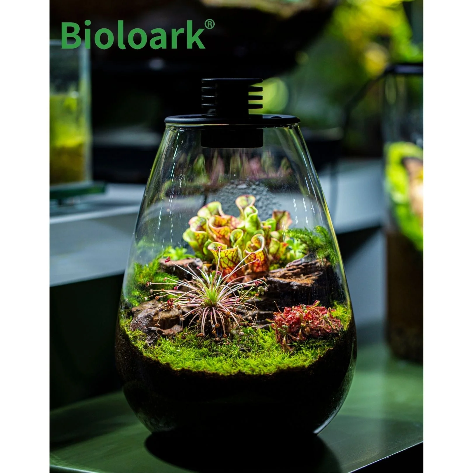 BIOLOARK - Tear Drop Terrarium (SD-175 / SD-200) - Image 8