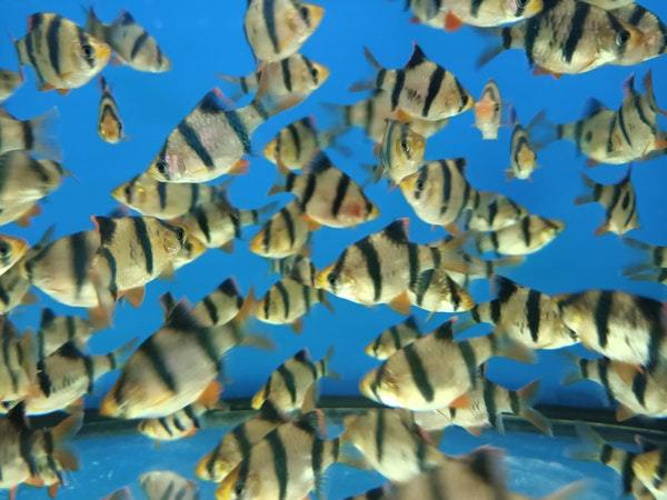 Tiger Barb - Image 3