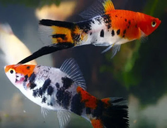 Tri-color Swordtail fish