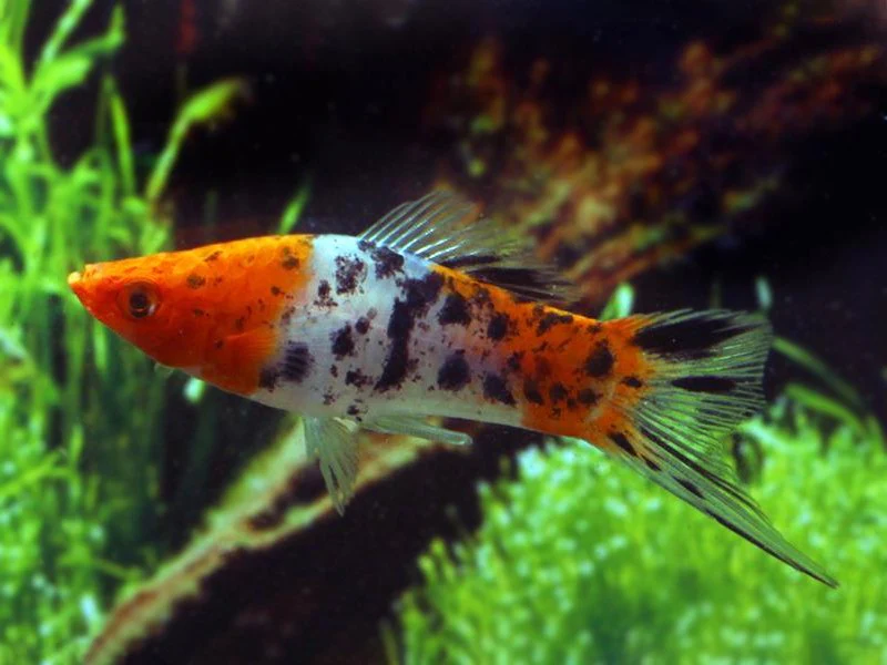 Tri-color Swordtail fish - Image 2