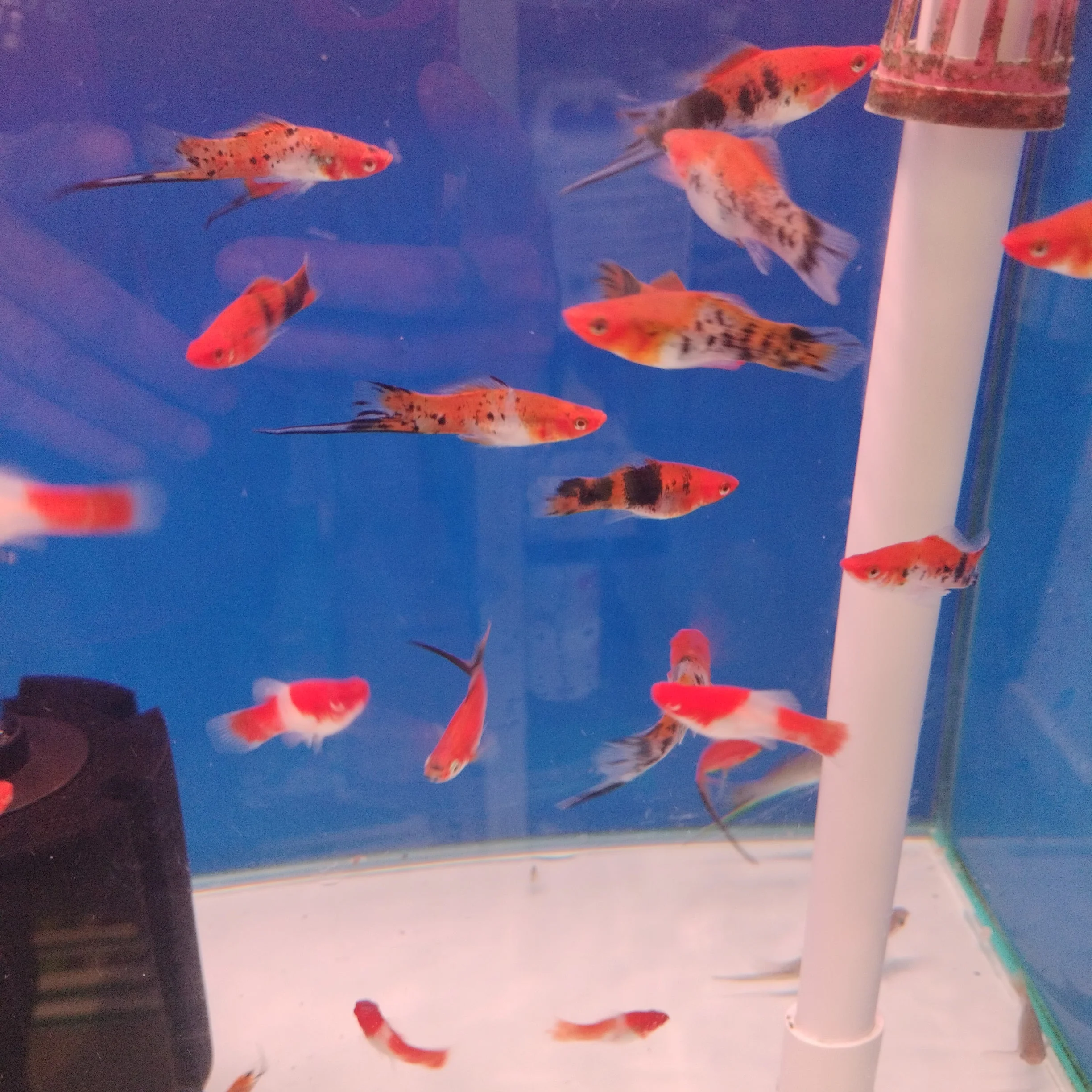 Tri-color Swordtail fish - Image 3