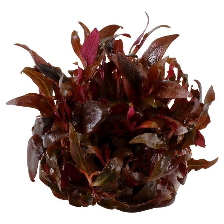 Tropica Alternanthera reineckii 'Mini' 1-2-Grow! - Image 2