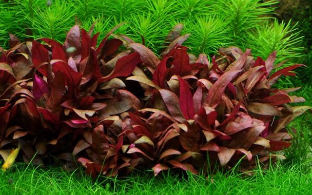 Tropica Alternanthera reineckii 'Mini' 1-2-Grow! - Image 3