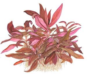 Tropica Alternanthera reineckii 'Mini' 1-2-Grow! - Image 4