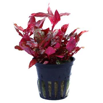 Tropica Alternanthera Reineckii Rosanervig in Pot