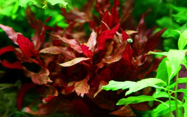 Tropica Alternanthera Reineckii Rosanervig in Pot - Image 2