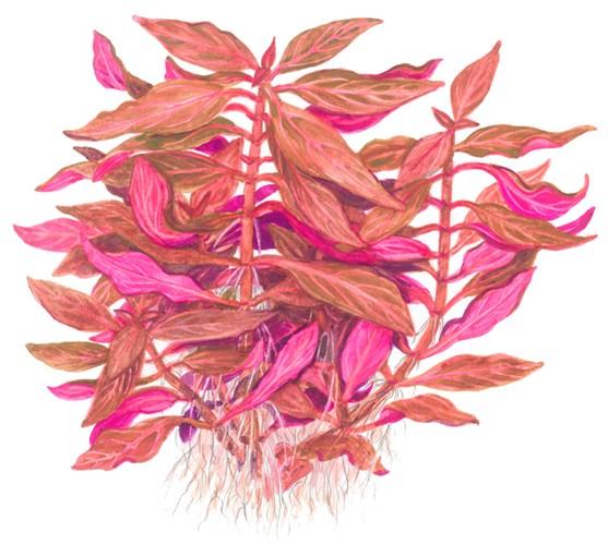 Tropica Alternanthera Reineckii Rosanervig in Pot - Image 3