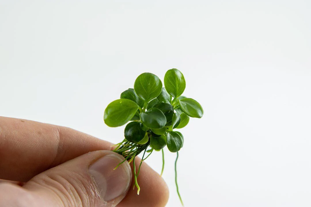 Tropica Anubias barteri 'Mini Coin' 1-2-Grow! - Image 2