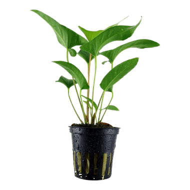 Tropica Anubias gracilis in Pot