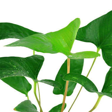 Tropica Anubias gracilis in Pot - Image 2