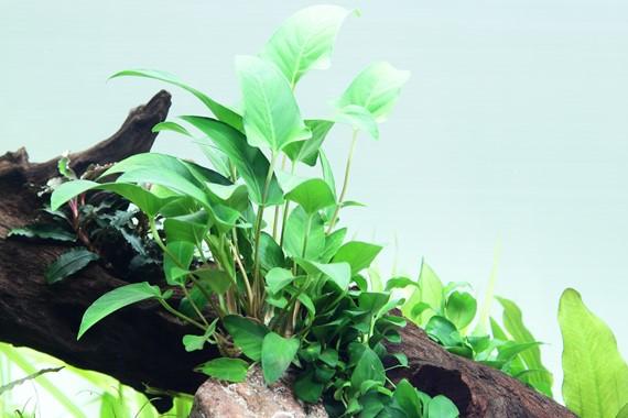 Tropica Anubias gracilis in Pot - Image 3